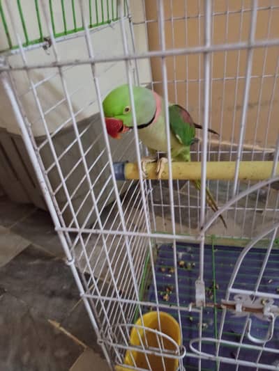 raw parrot