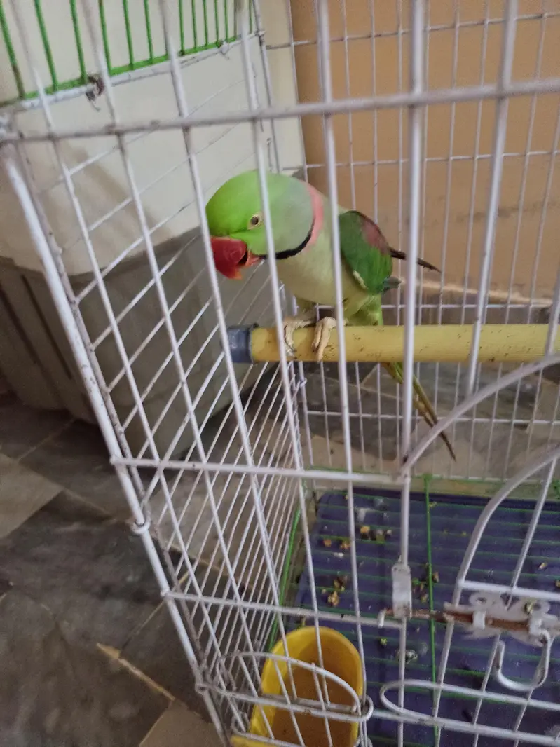 raw parrot