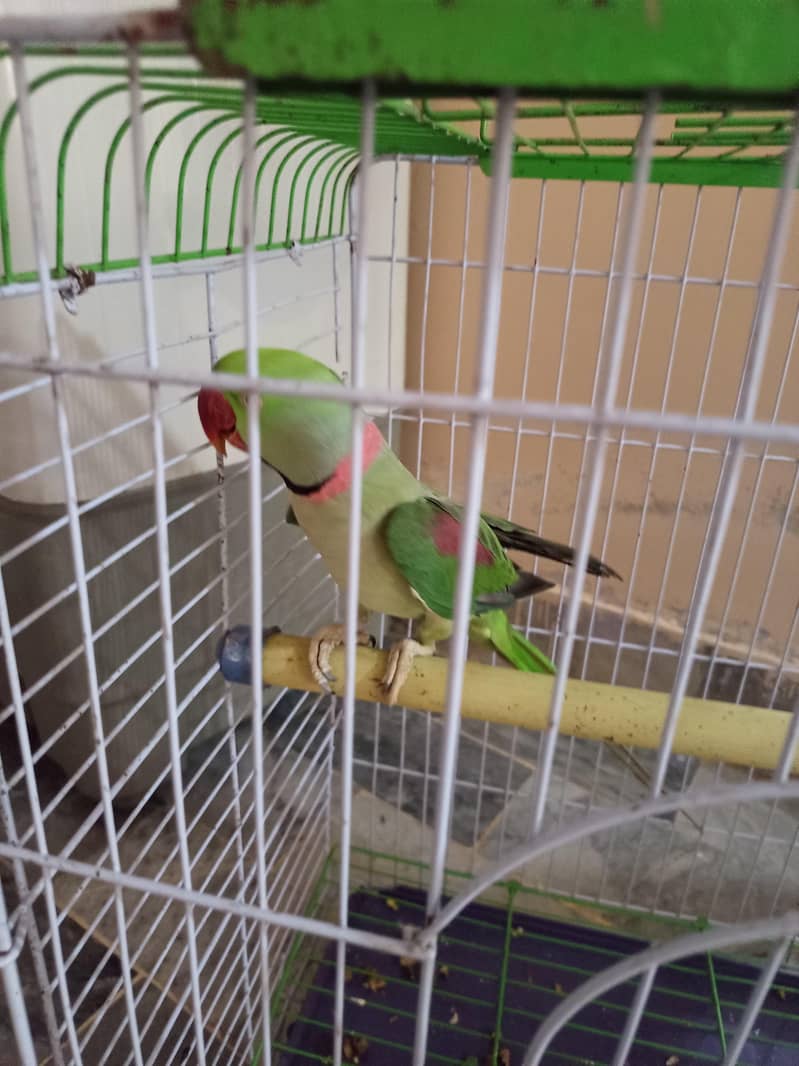 raw parrot 1