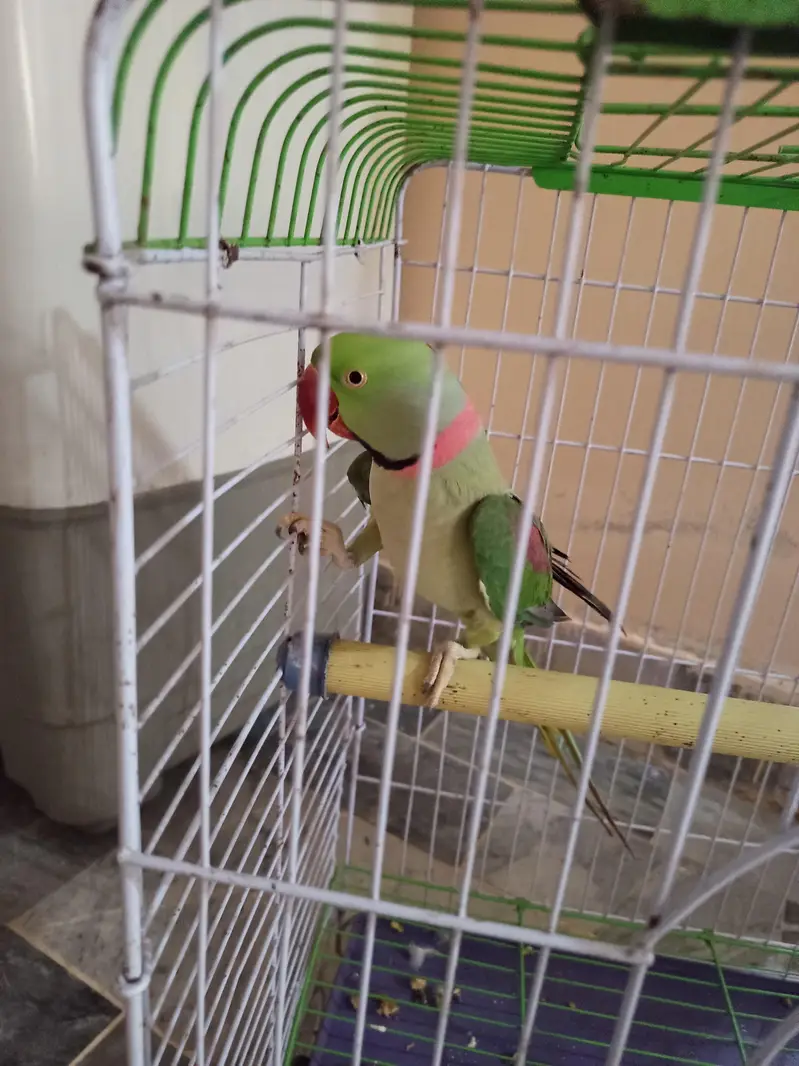 raw parrot — photo 3