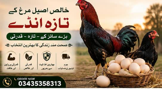 Pure Aseel Eggs