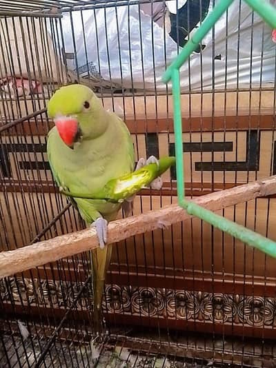 beautiful male ringneck