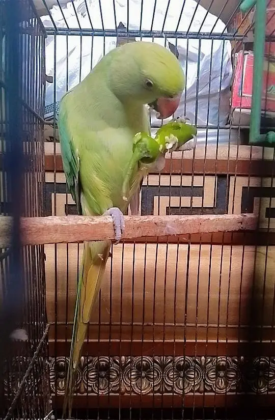 beautiful male ringneck — photo 2