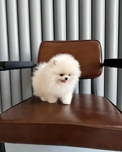 TEA CUP Siz |Pomeranian Pupps | Shitzu Pupp | Toy Breed Pupps For Sale