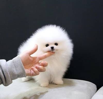 TEA CUP Siz |Pomeranian Pupps | Shitzu Pupp | Toy Breed Pupps For Sale