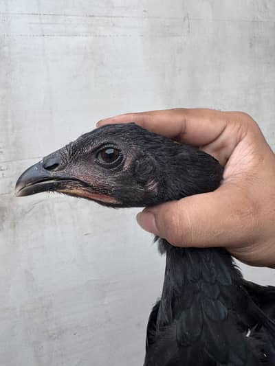 Thai Aseel Hen | Thai dragon |