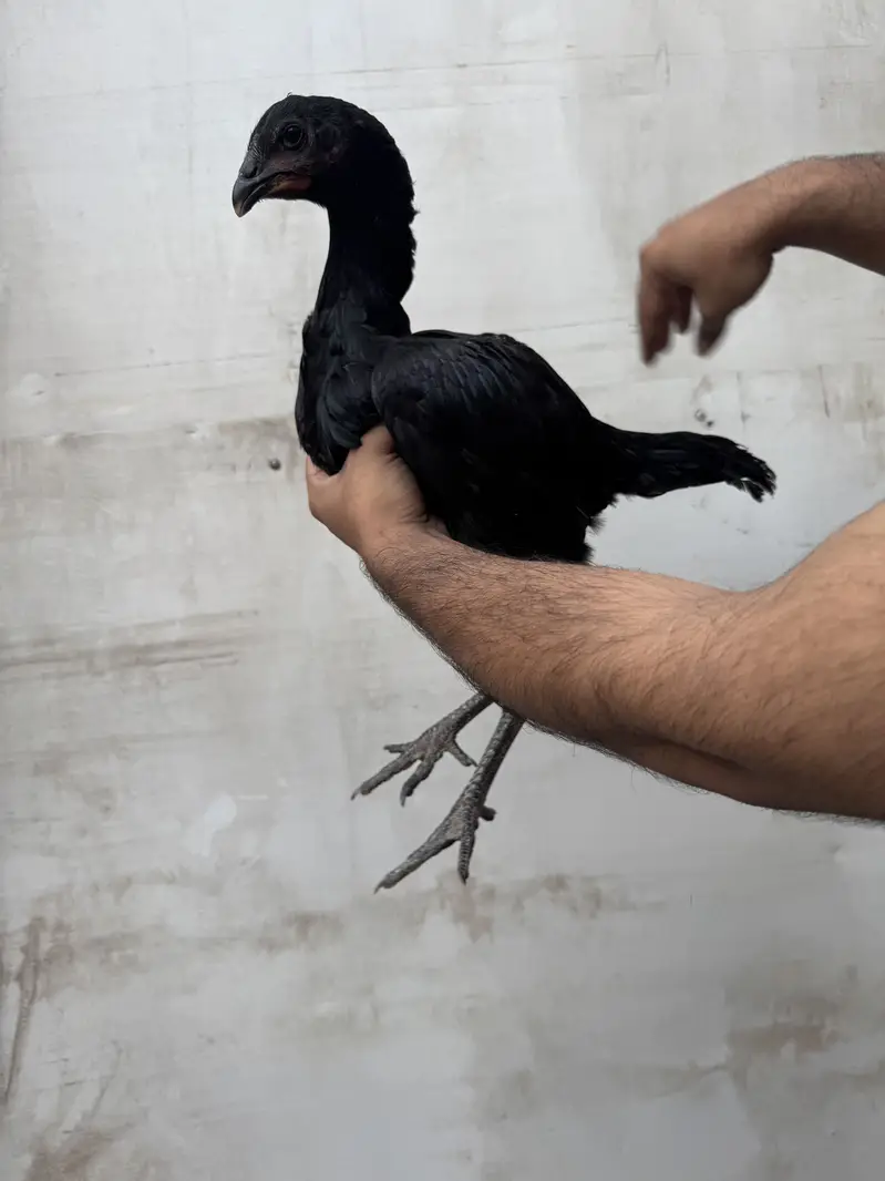 Thai Aseel Hen | Thai dragon | — photo 2