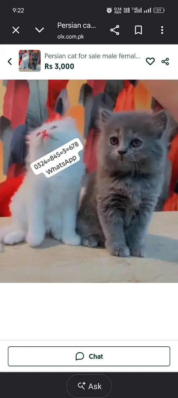 Persian cat for sale male  femal my   0324845367**eight **hai WhatsApp
