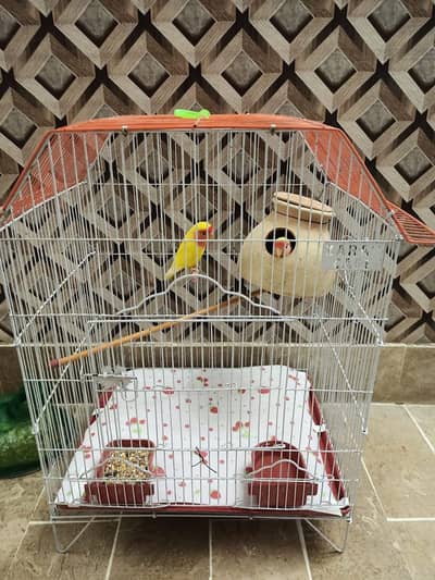Lovebird Parrots with full Cage, 2 Matki + food