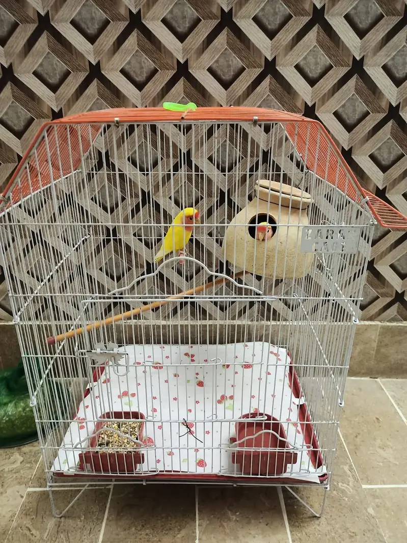 Lovebird Parrots with full Cage, 2 Matki + food