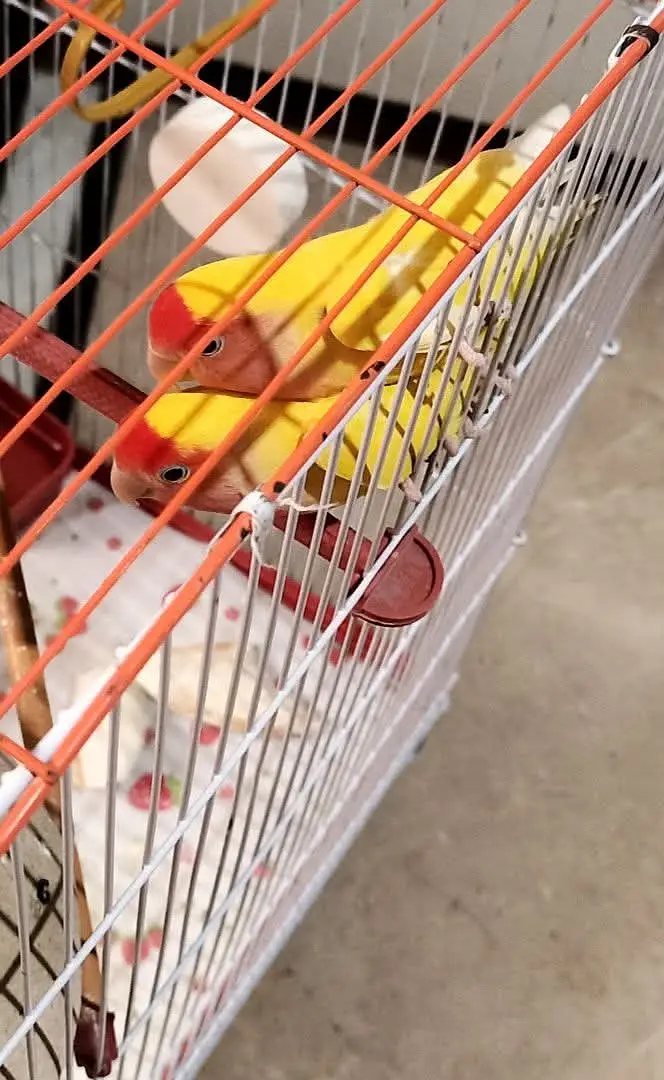 Lovebird Parrots with full Cage, 2 Matki + food — photo 2