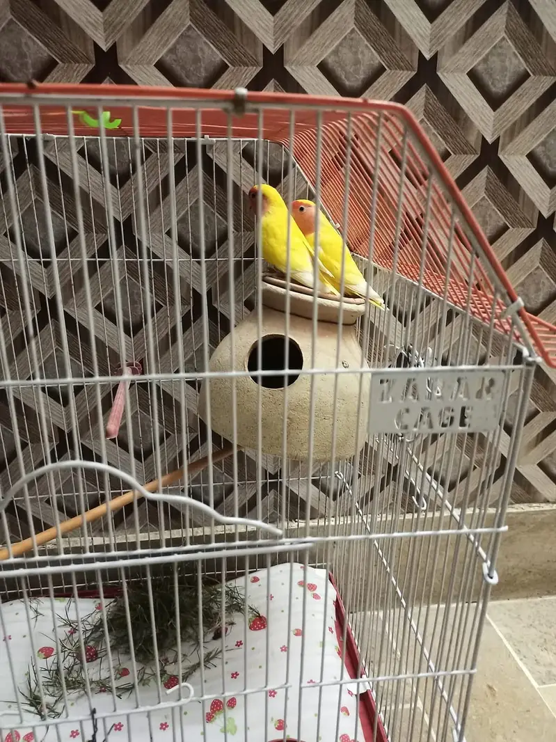 Lovebird Parrots with full Cage, 2 Matki + food — photo 3
