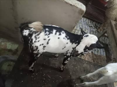 tedda 5 month active & healthy yellow eyes pointed male
