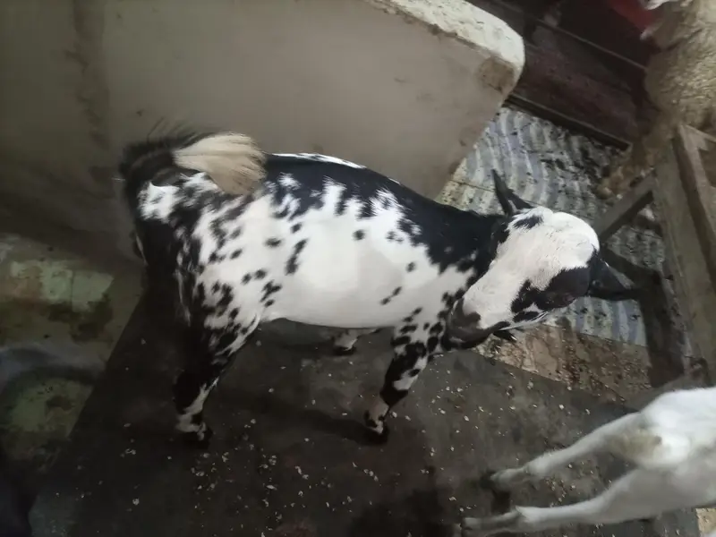 tedda 5 month active & healthy yellow eyes pointed male
