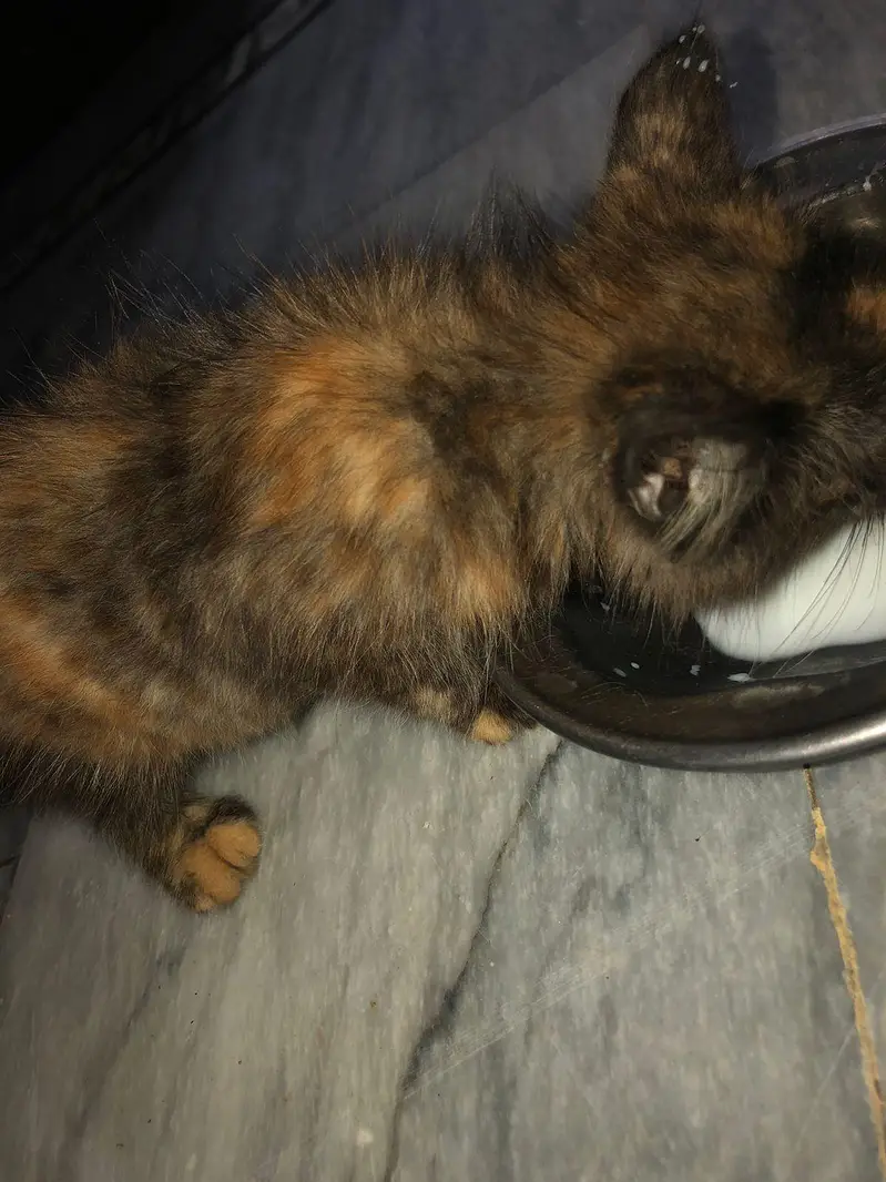 pershian cat 3 month