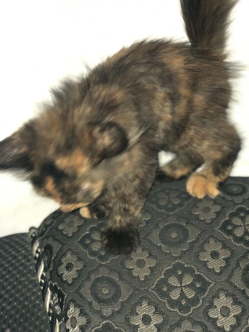 pershian cat 3 month — photo 2