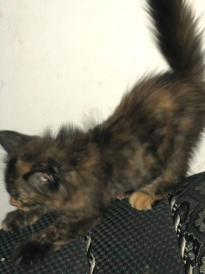 pershian cat 3 month — photo 3