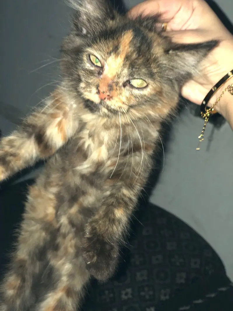 pershian cat 3 month — photo 4