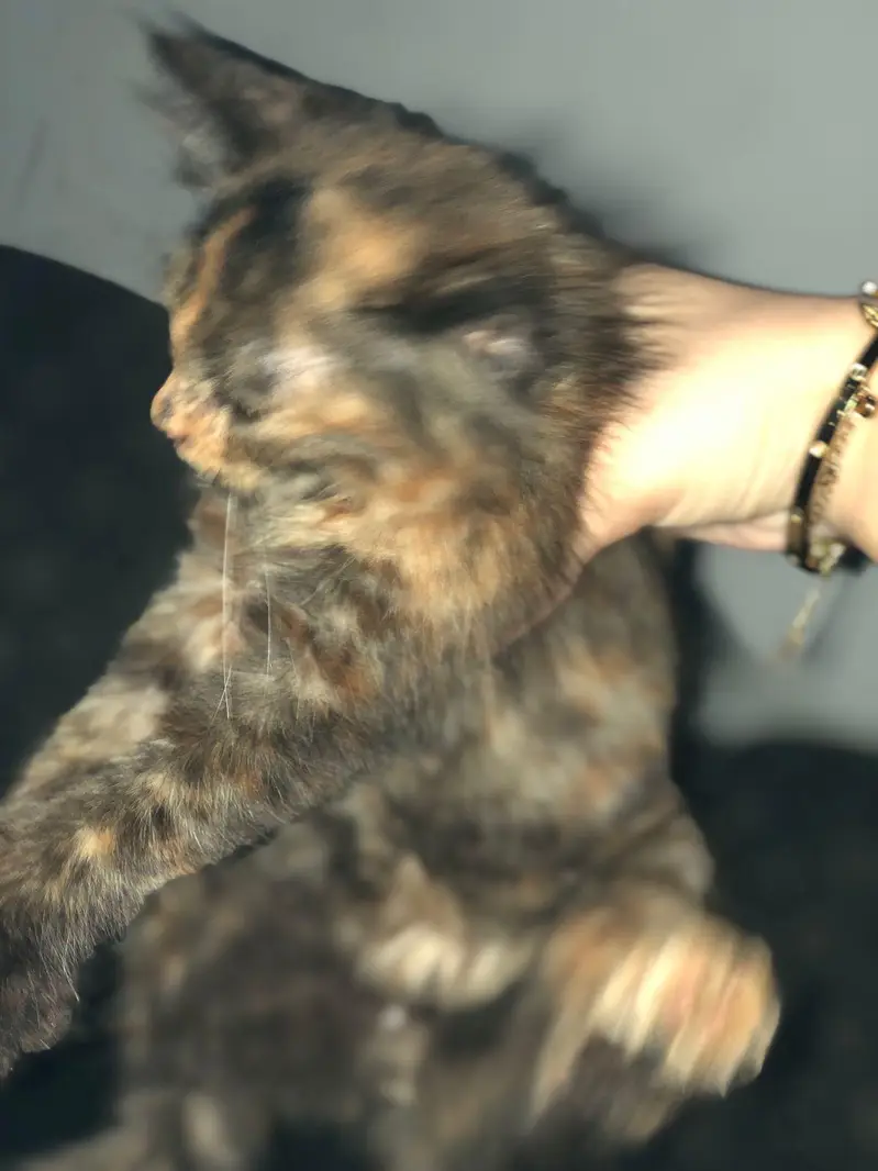 pershian cat 3 month — photo 5