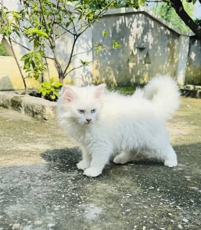 3 Months Old White Persian Male Kitten for Sale healthy and fulffy