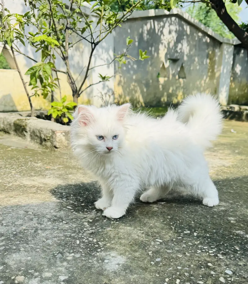 3 Months Old White Persian Male Kitten for Sale healthy and fulffy