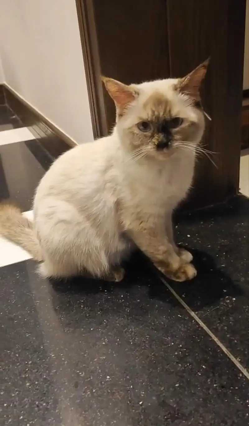 Himayalan Siamese Cat