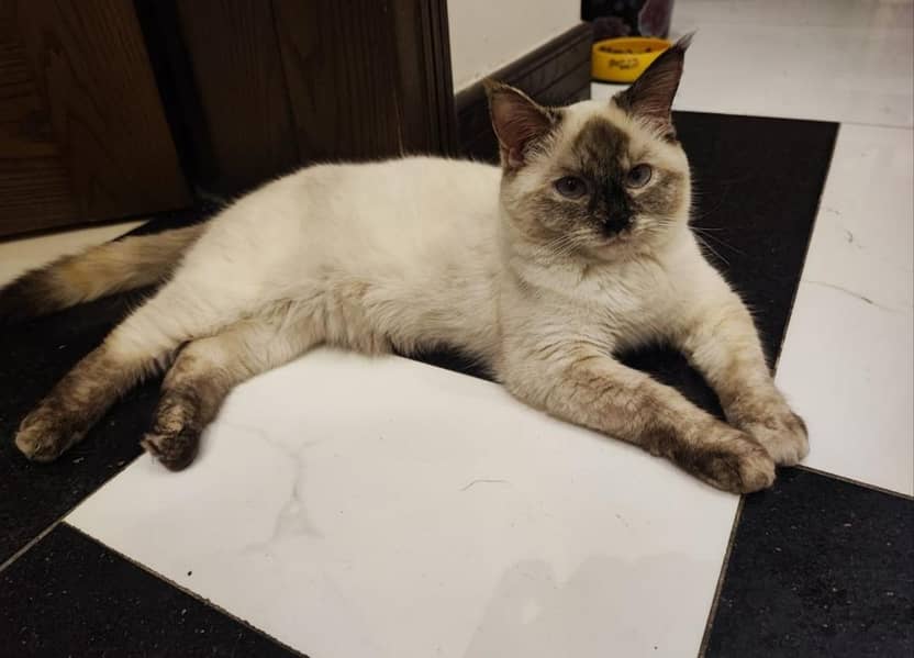 Himayalan Siamese Cat 1