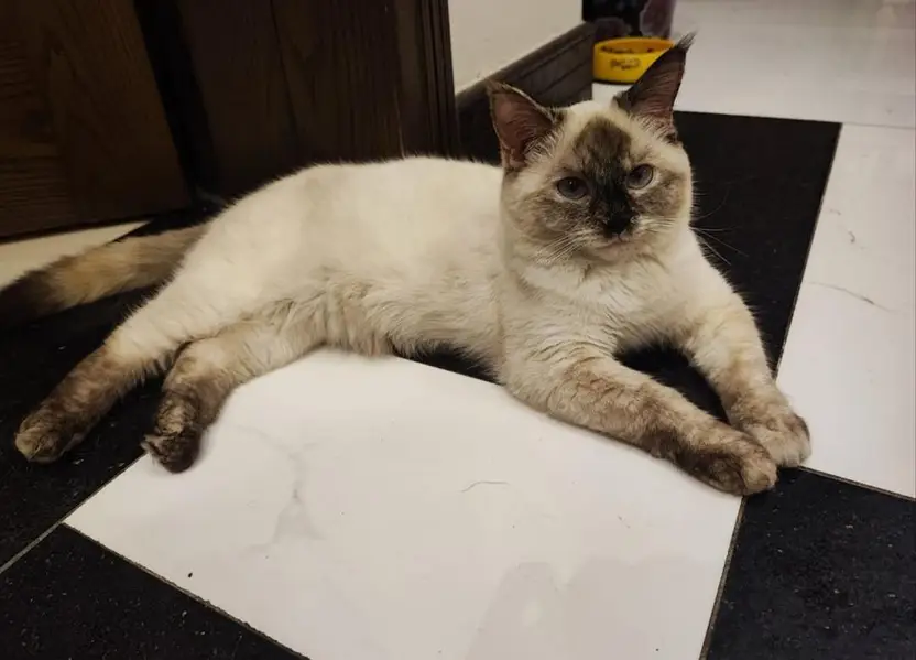 Himayalan Siamese Cat — photo 2