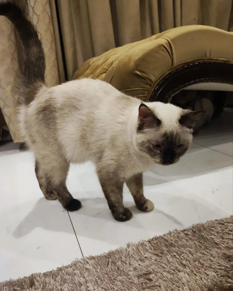 Himayalan Siamese Cat — photo 3