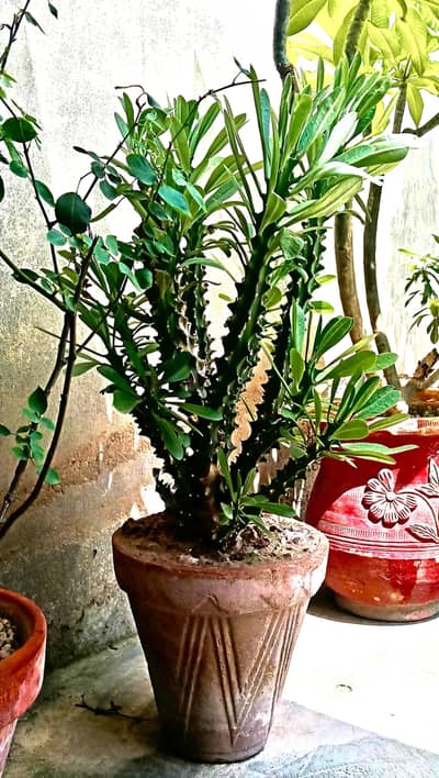cactus for sale big cactus