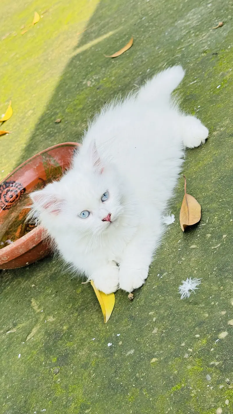 3 Months Old White Persian Male Kitten for Sale healthy and fulffy — photo 2
