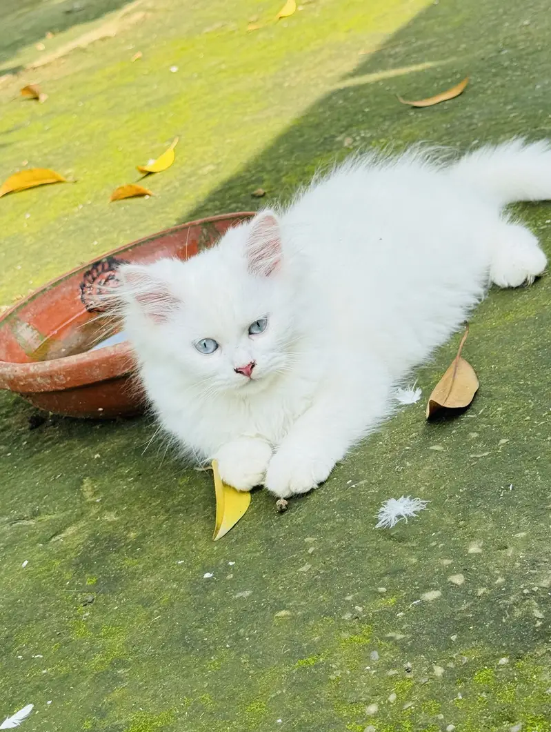 3 Months Old White Persian Male Kitten for Sale healthy and fulffy — photo 3