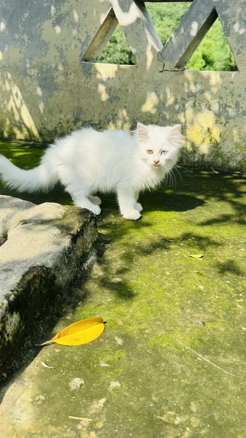 3 Months Old White Persian Male Kitten for Sale healthy and fulffy — photo 4