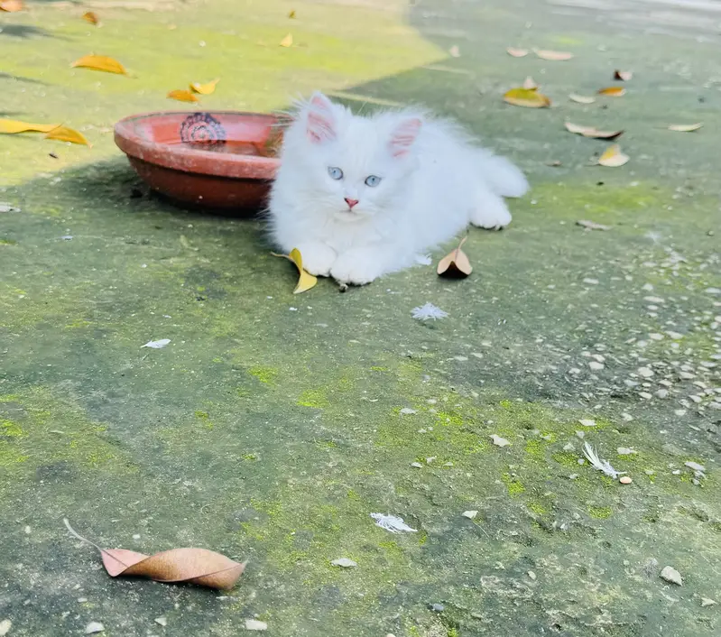 3 Months Old White Persian Male Kitten for Sale healthy and fulffy — photo 5