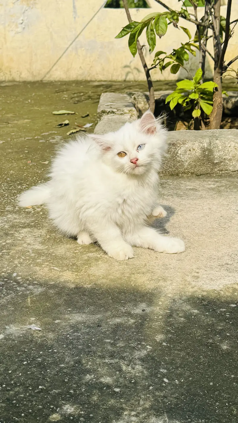 3 Months Old White Persian Male Kitten for Sale healthy and fulffy — photo 6