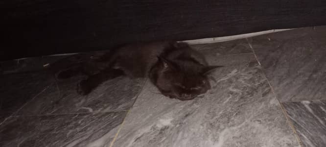 Persian Cat
