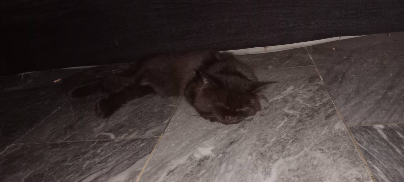 Persian Cat 0