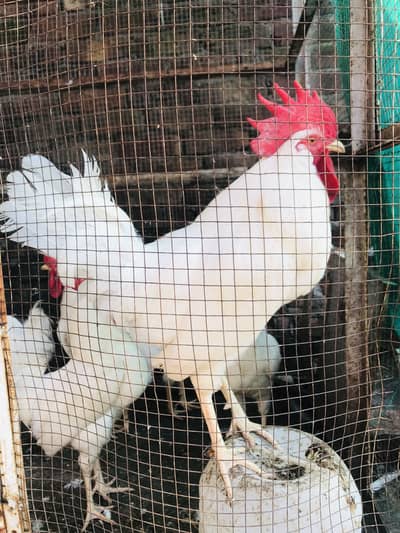 Rooster’s For Sale