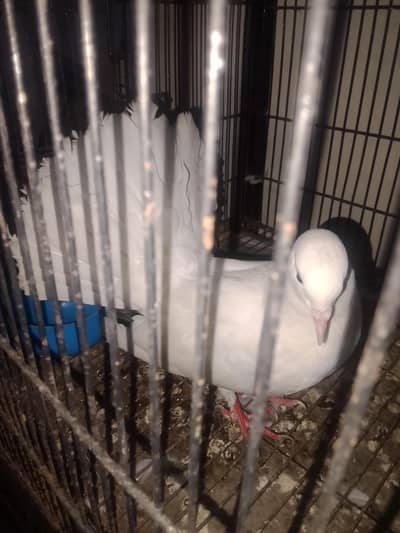 ful breeder pair h crossing start h