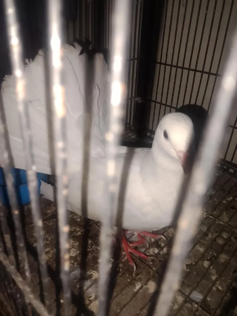 ful breeder pair h crossing start h — photo 2