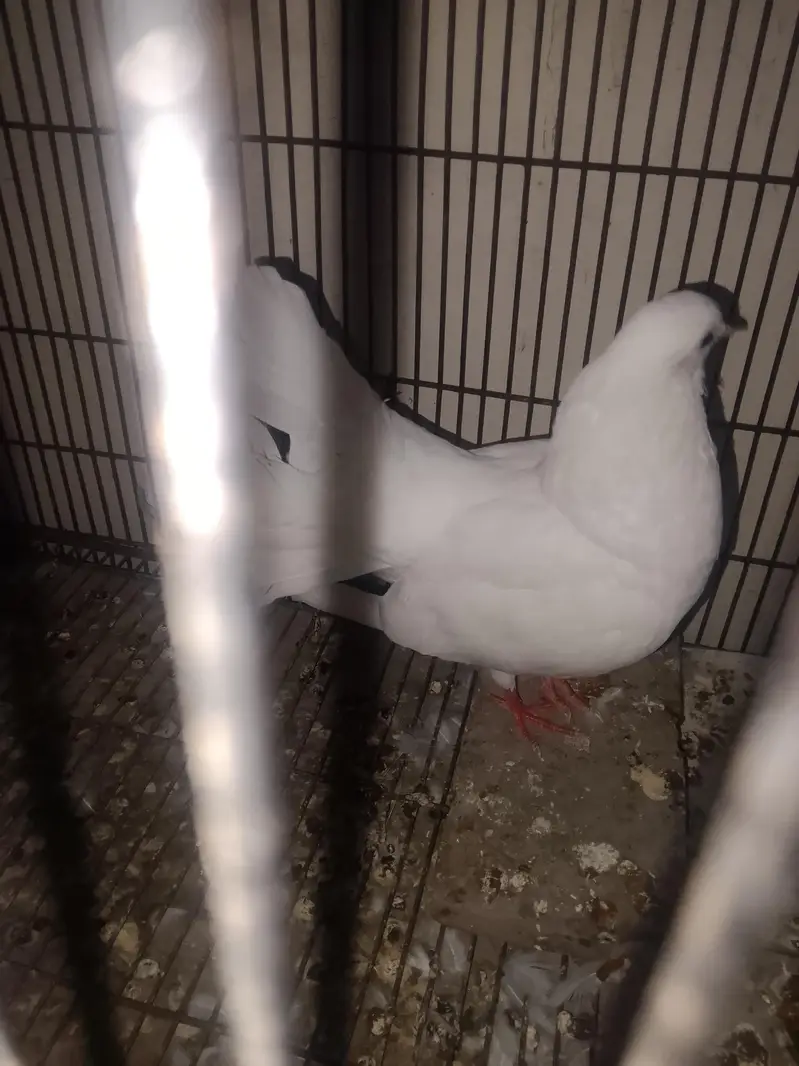 ful breeder pair h crossing start h — photo 3