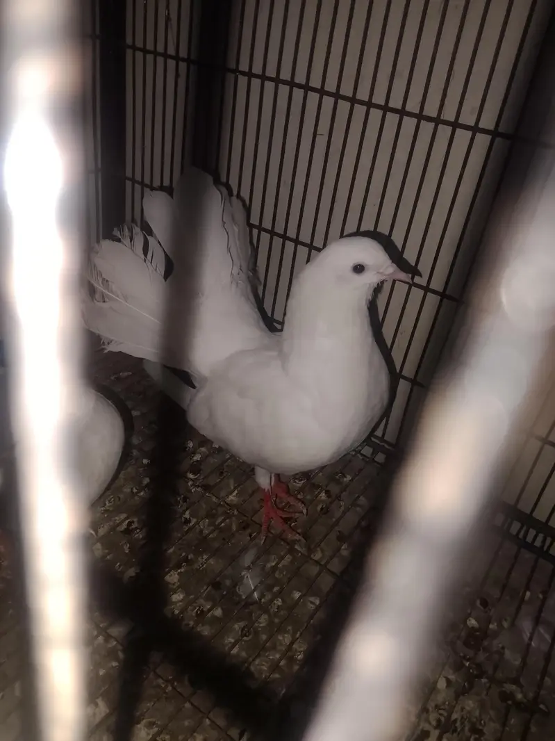ful breeder pair h crossing start h — photo 4
