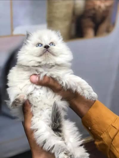 cash on deliveryparshion kitten cat male and female British