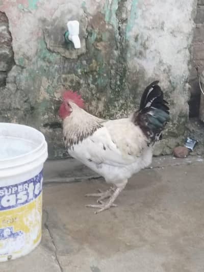 Murga for sale