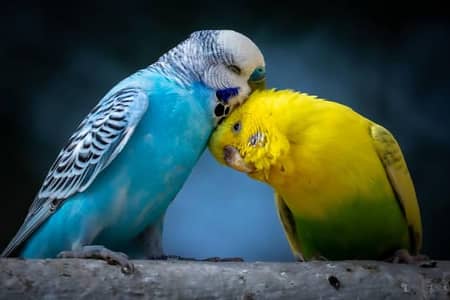 health and active budgie