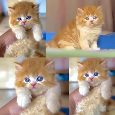 availableparshion kitten cat male and female British
