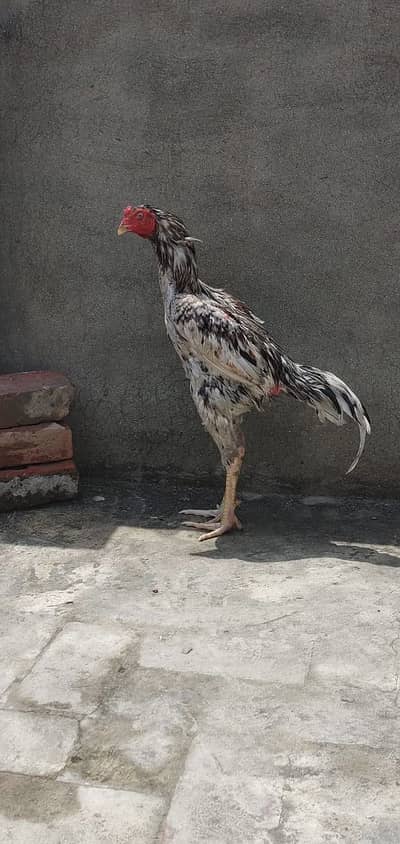 Aseel Sindhi long height bird