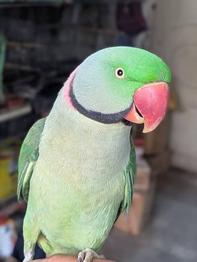 raw parrot male