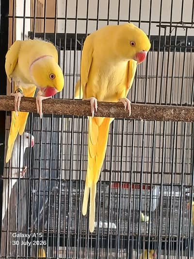 yellow parrot pair