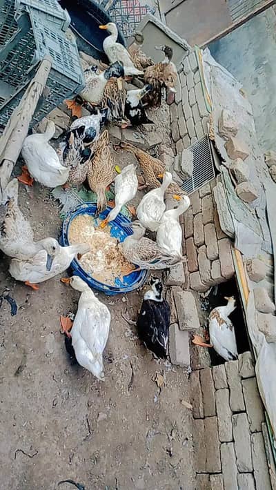 Ducks are available 1500Rs per piece